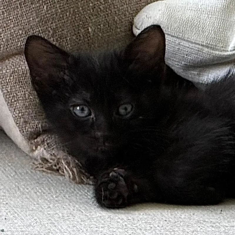 A baby small-sized male Domestic Short Hair cat named Luca for adoption in Evansville, IN
