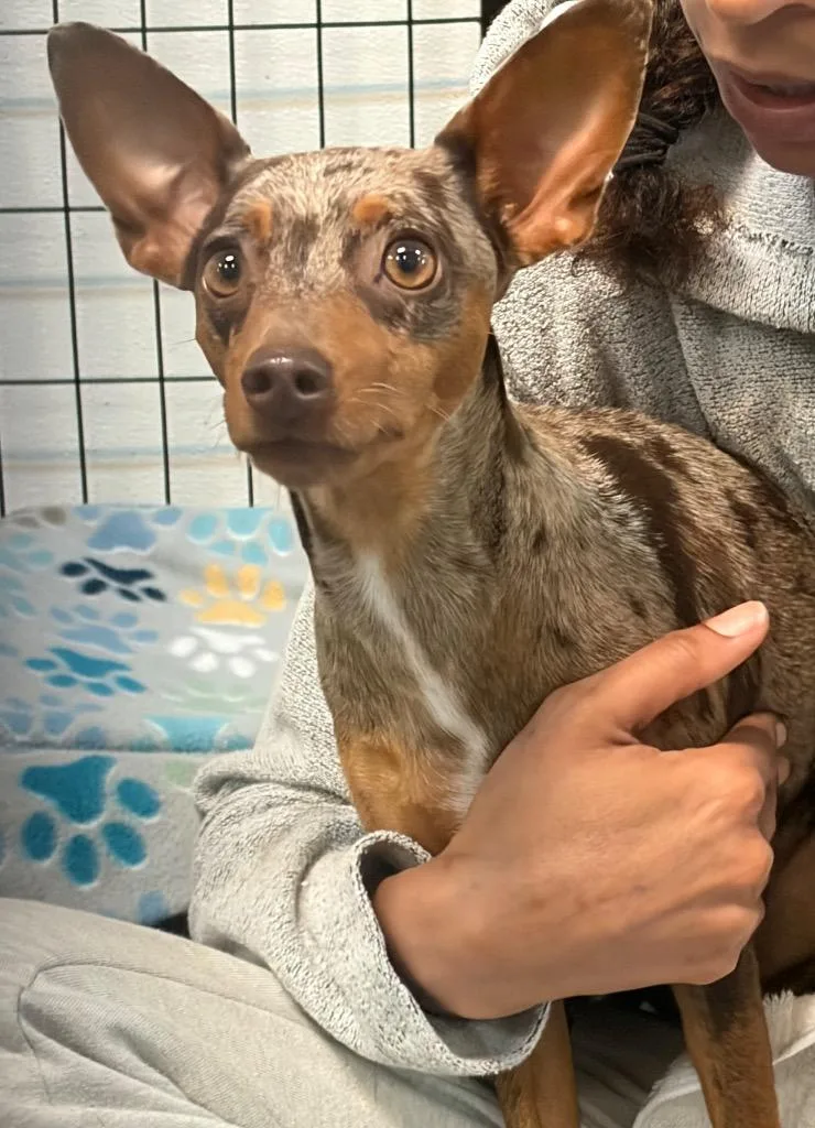 An adult small-sized female Miniature Pinscher dog named Beth for adoption in St. Augustine, FL
