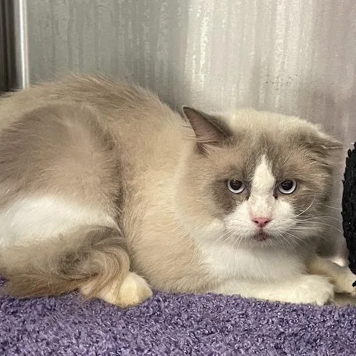 An adult large-sized male Ragdoll cat named Mummy for adoption in Port Charlotte, FL