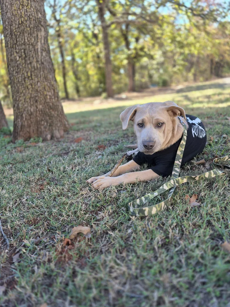 A baby large-sized male Golden Black Labrador Retriever dog named Bear for adoption in Piedmont, OK