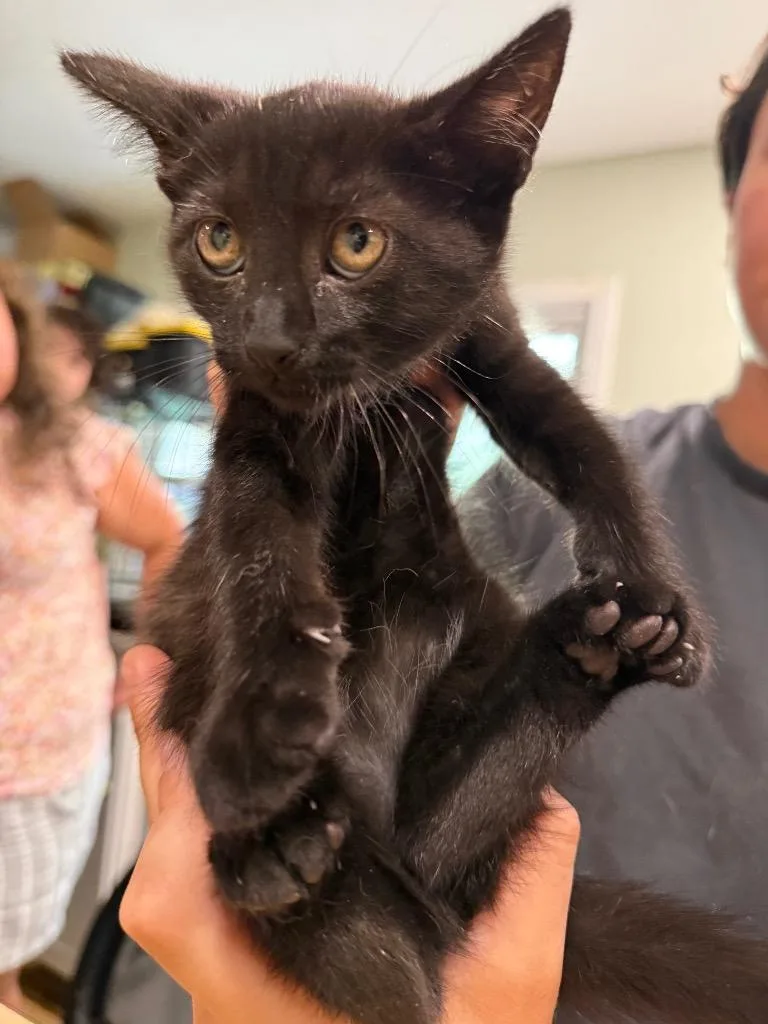 A baby large-sized female Domestic Short Hair cat named Soup for adoption in warrenville, SC