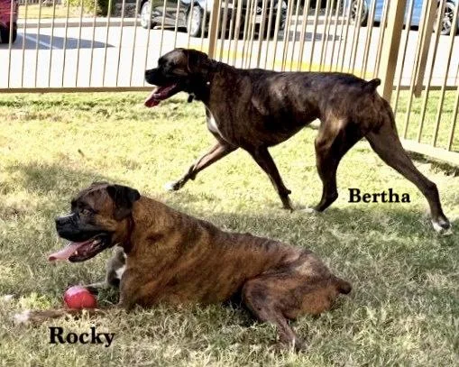 A senior medium-sized male Brindle Boxer dog named Rocky Xiv for adoption in Hewitt, TX