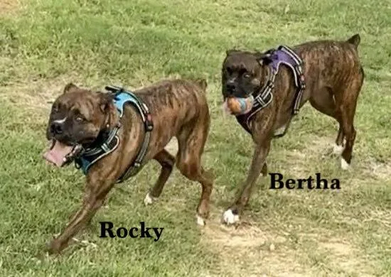 Rocky Xiv thumbnail 3