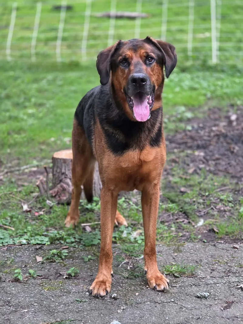 A senior extra large-sized male Bicolor German Shepherd Dog dog named Wesson for adoption in Merrillville, IN