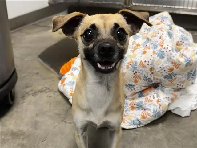 A young small-sized male Chihuahua dog named Milo for adoption in Los Angeles, CA