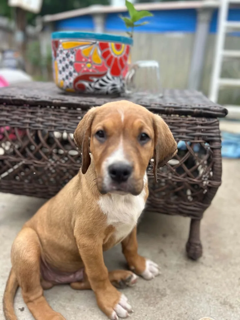 Rex