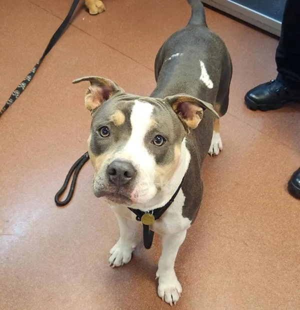 A young large-sized female Pit Bull Terrier dog named Penelope for adoption in Oakland, CA