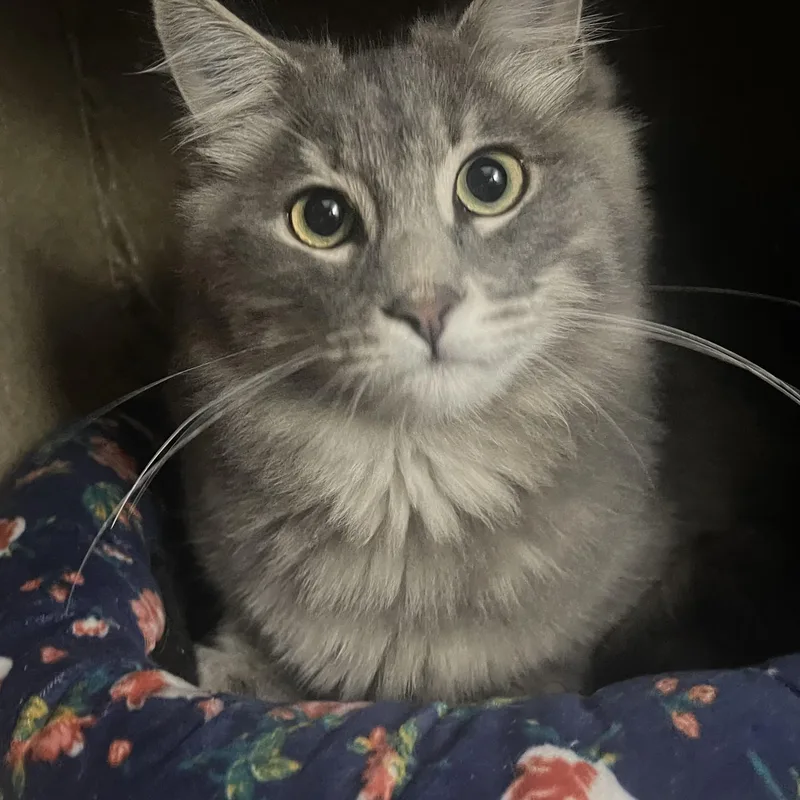 A young medium-sized male Gray / Blue / Silver Domestic Medium Hair cat named Rivers Indoor Only for adoption in Stockton, CA