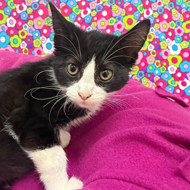 A baby small-sized male Black Domestic Short Hair cat named Quack for adoption in Deerfield, IL