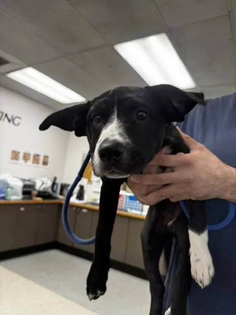 A baby small-sized female Labrador Retriever dog named Raven for adoption in Van Nuys, CA