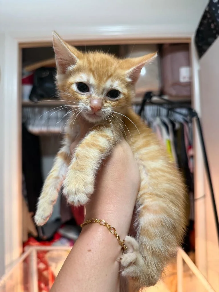 A baby large-sized male Domestic Short Hair cat named Zombie for adoption in warrenville, SC
