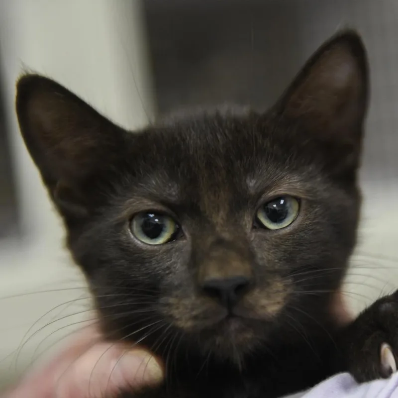 A baby small-sized female Black Domestic Short Hair cat named Ash for adoption in Redwood City, CA
