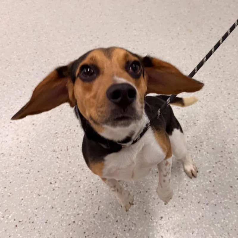 A young medium-sized male White / Cream Beagle dog named Pacer for adoption in Indianapolis, IN