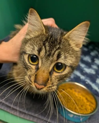 A young medium-sized female Tabby (Brown / Chocolate) Domestic Medium Hair cat named Cheerio for adoption in Bellingham, WA