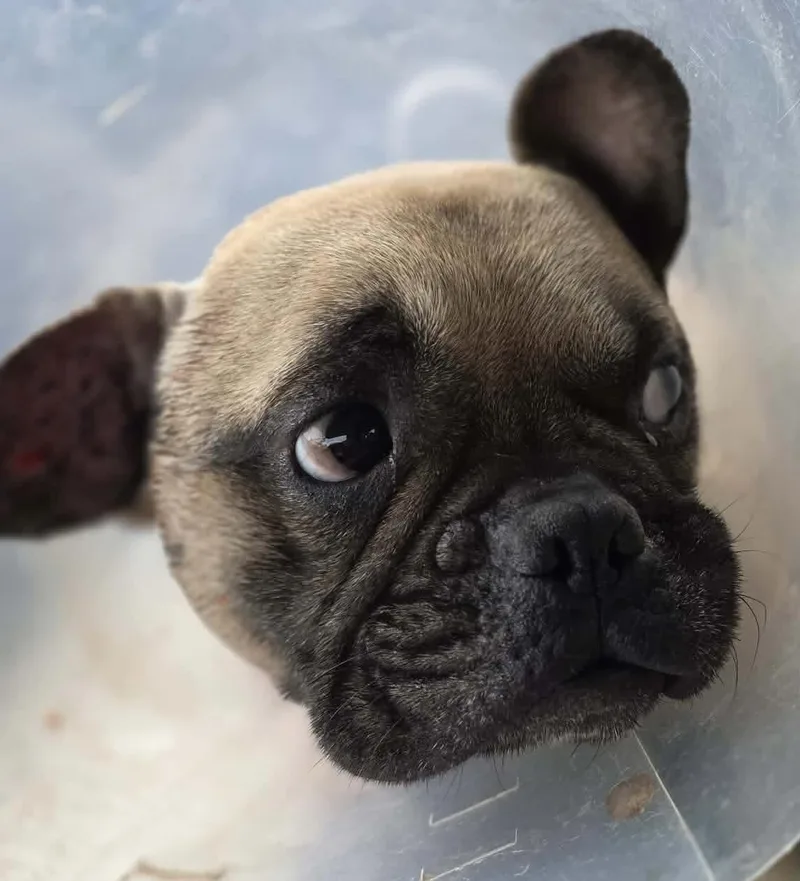 A young small-sized male French Bulldog dog named Jonesy for adoption in Eatontown, NJ