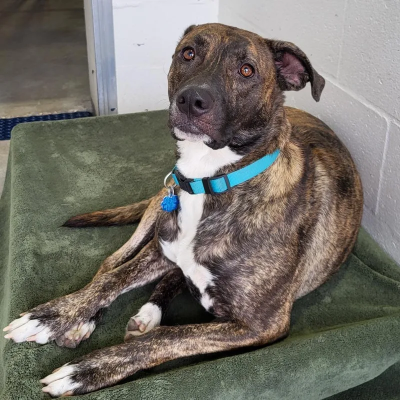 A young medium-sized female Black Mouth Cur dog named Jade for adoption in Lake Panasoffkee, FL