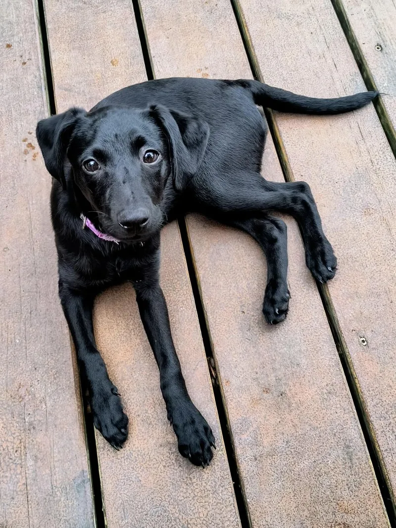 A young small-sized female Black Chiweenie dog named Tinsley for adoption in Baker, LA