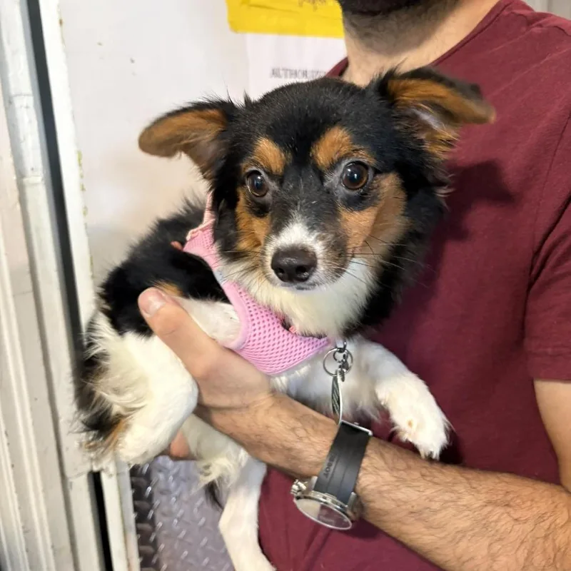An adult small-sized female Black Chihuahua dog named Pearl for adoption in Tampa, FL