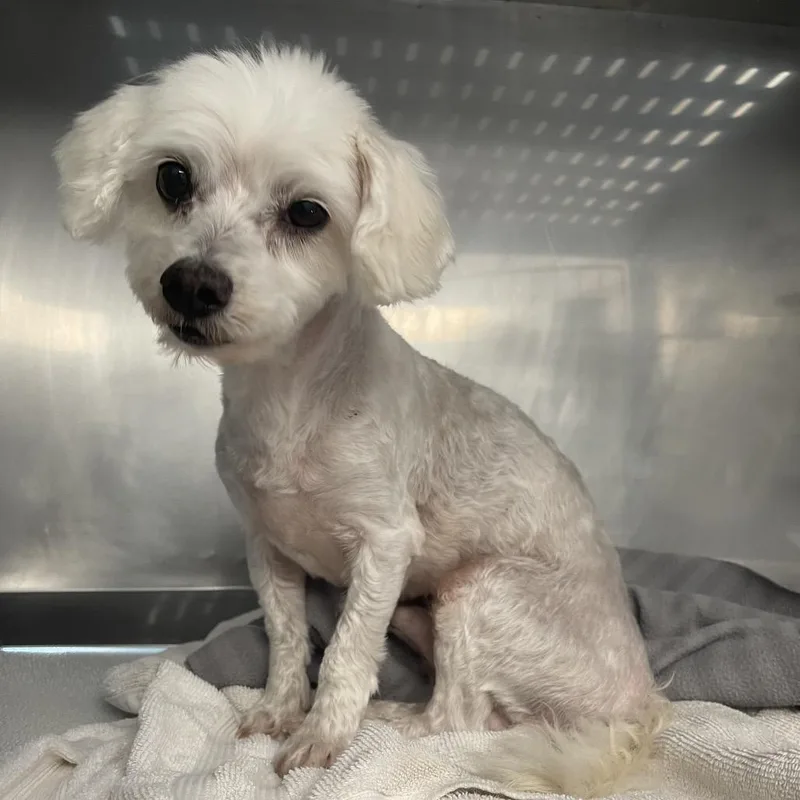 A senior small-sized male White / Cream Mixed Breed dog named Misha for adoption in Saint Charles, MO