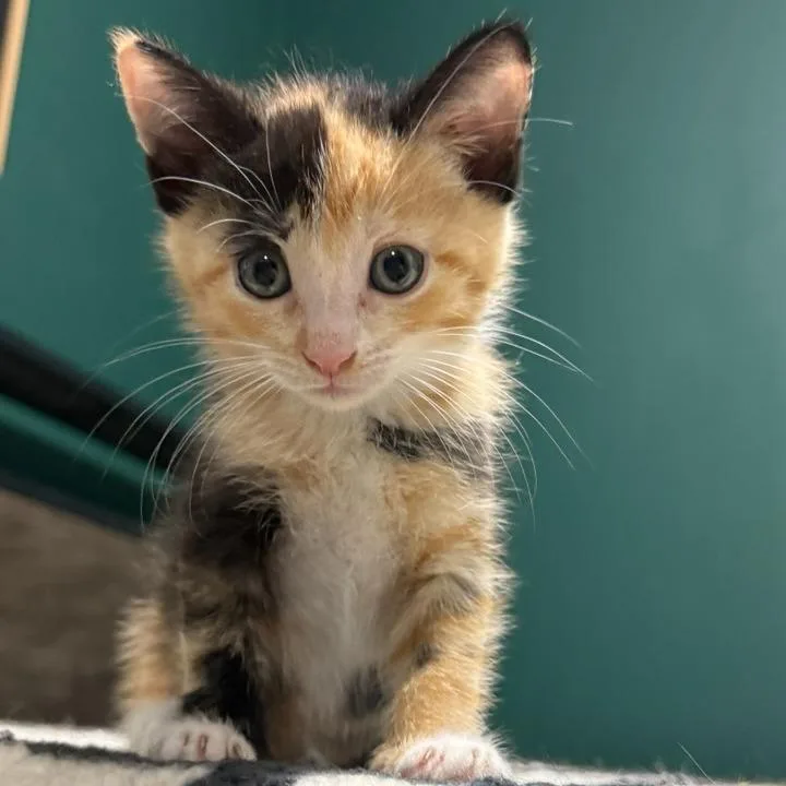 A baby small-sized female Calico Domestic Short Hair cat named Poppy for adoption in Long Beach, CA
