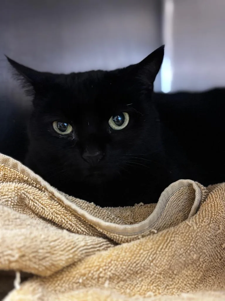 A young large-sized female Domestic Short Hair cat named Kiva for adoption in Lima, OH