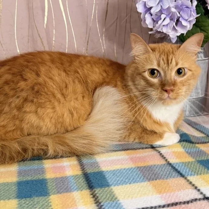 An adult large-sized female Orange & White Domestic Long Hair cat named Roux for adoption in Long Beach, MS