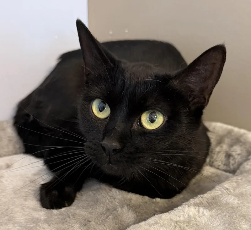 An adult medium-sized female Black Domestic Short Hair cat named Tootie for adoption in Elkins, WV