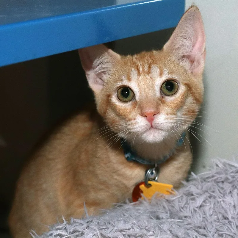 A baby small-sized male Domestic Short Hair cat named Toby for adoption in Port Washington, NY