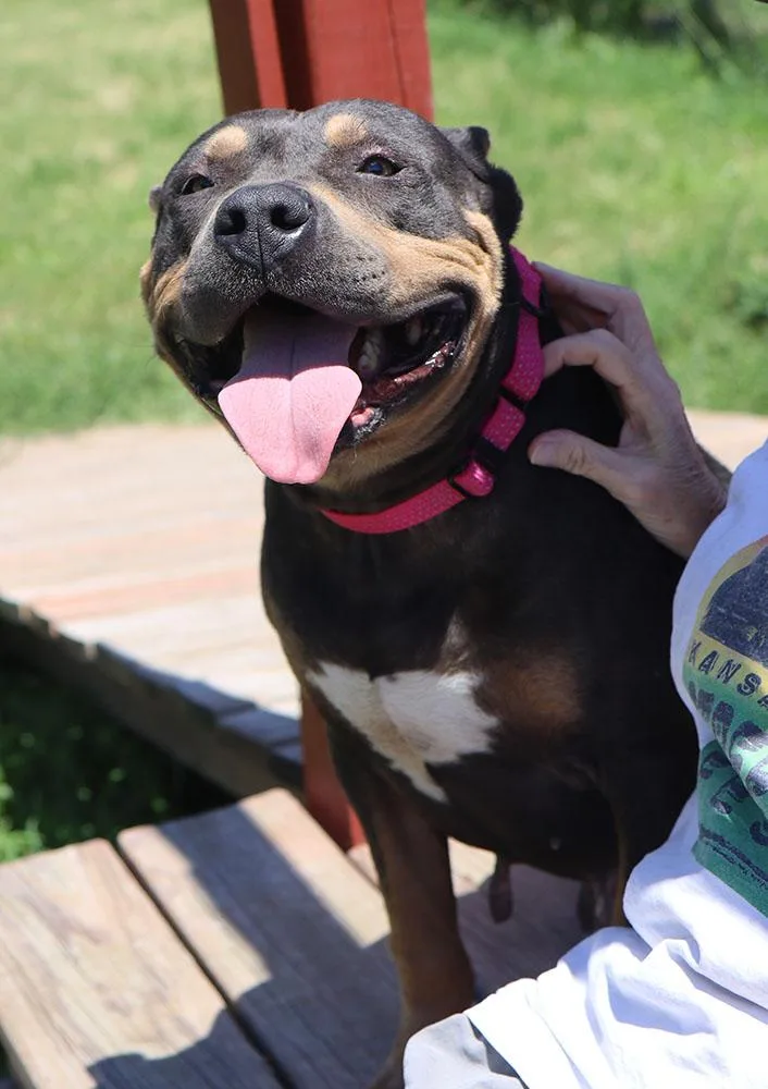 An adult large-sized female Gray / Blue / Silver American Bulldog dog named Chloe for adoption in Kansas City, KS