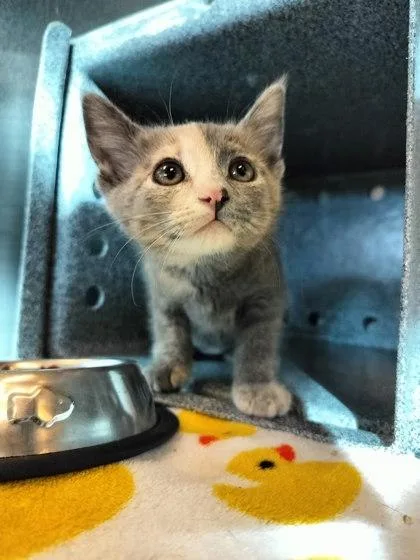 A baby small-sized female Domestic Short Hair cat named Lagoona Blue for adoption in Irving, TX