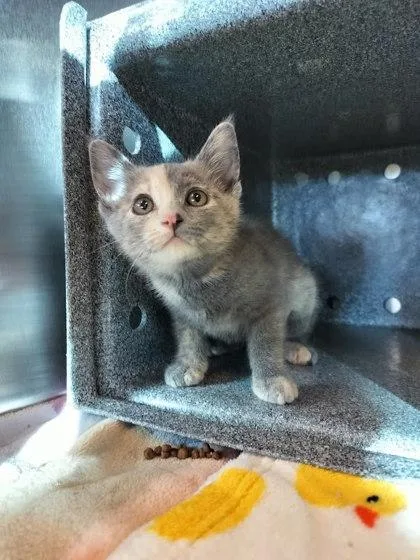 Lagoona Blue thumbnail 2