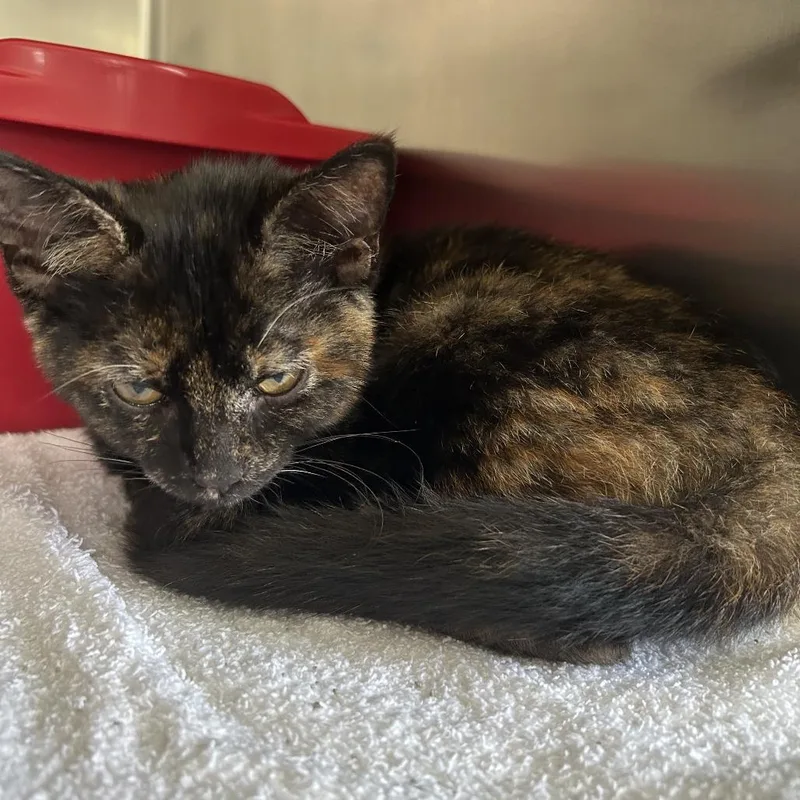 A baby small-sized female Tortoiseshell Domestic Short Hair cat named Kinsley for adoption in Harrisville, WV