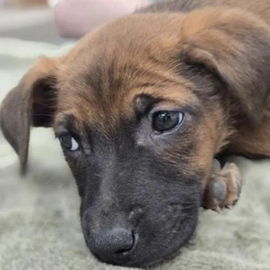 A baby medium-sized male Brown / Chocolate Mixed Breed dog named Clay for adoption in Alexandria, VA