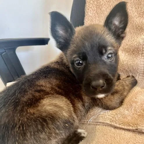 A baby small-sized male Brindle German Shepherd Dog dog named Waylon for adoption in Marshall, VA