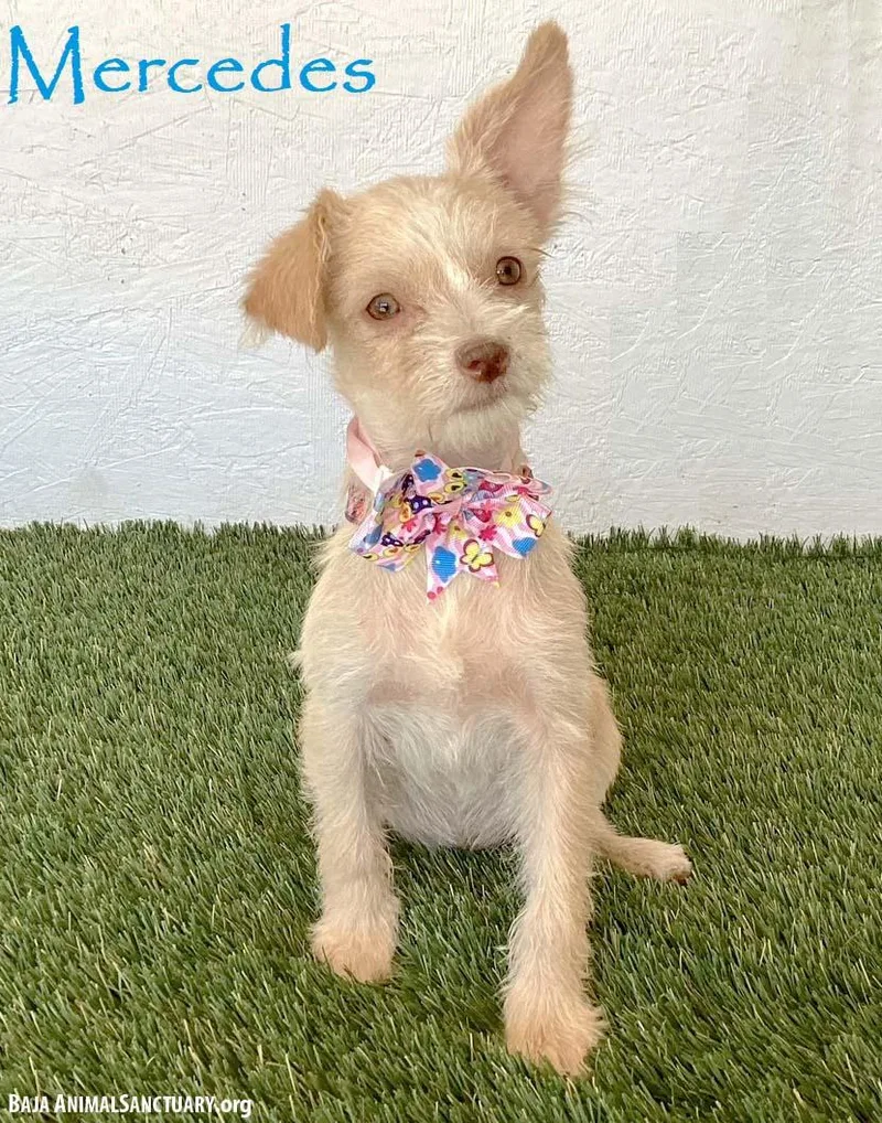 A baby small-sized female Yorkshire Terrier dog named Mercedes for adoption in San Diego, CA