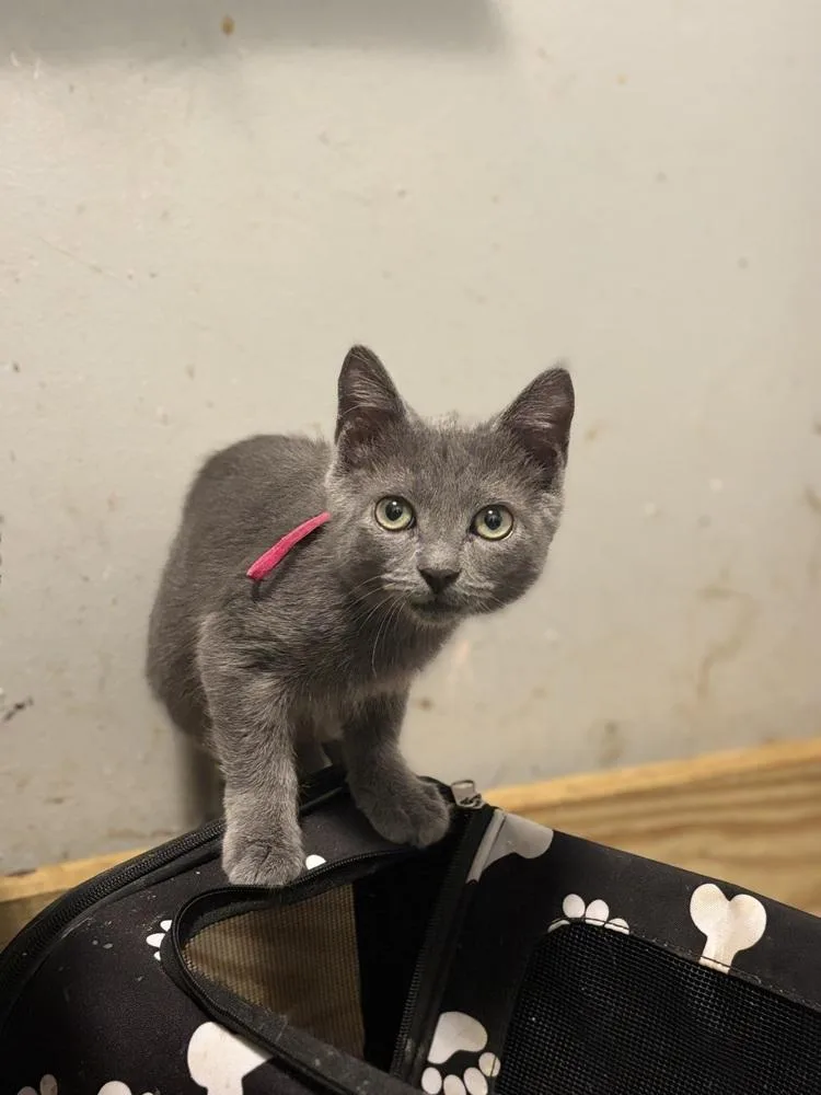 A baby small-sized female Blue Point Russian Blue cat named Pearl for adoption in Palatine, IL
