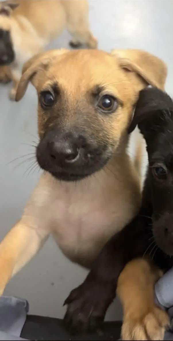 A baby medium-sized male German Shepherd Dog dog named Mash for adoption in Melbourne , FL