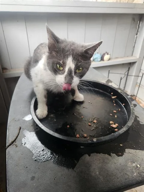 A young small-sized male Domestic Short Hair cat named Huey for adoption in San Antonio, TX
