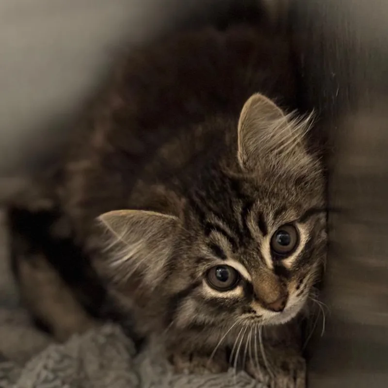 A baby small-sized female Brown / Chocolate Domestic Medium Hair cat named Fira for adoption in Birmingham, AL
