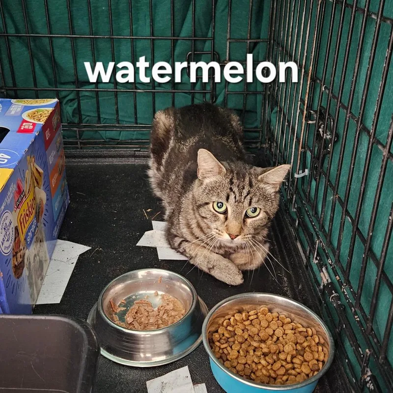 An adult medium-sized male Brown / Chocolate Domestic Short Hair cat named Watermelon for adoption in Oneonta, NY