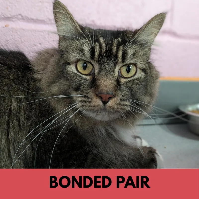 An adult large-sized male Brown / Chocolate Domestic Long Hair cat named Bodie for adoption in Lakewood, CO