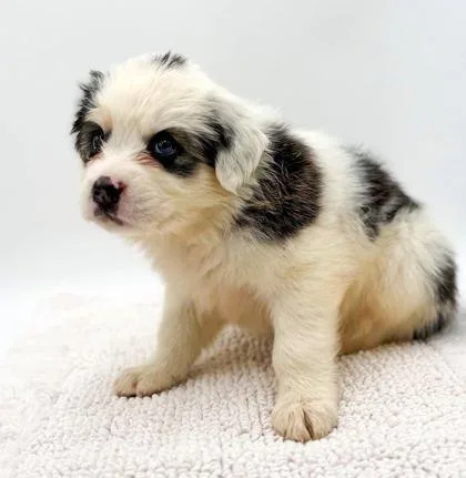 A young small-sized female Australian Shepherd dog named Lucky for adoption in Bowling Green, KY