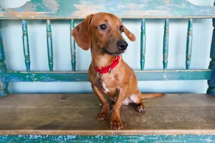 An adult small-sized male Dachshund dog named Roadhouse Dog for adoption in San Antonio, TX