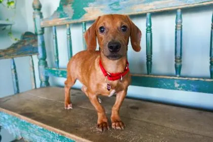 Roadhouse Dog thumbnail 3