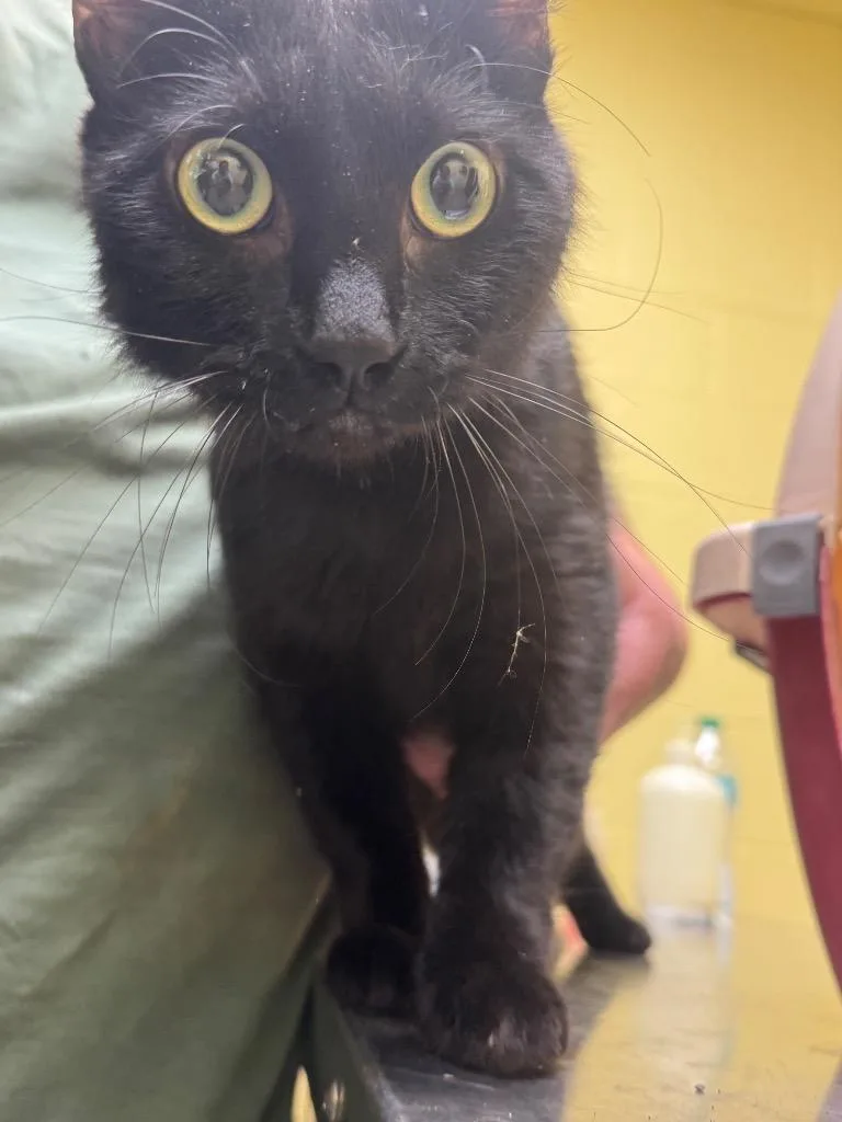 An adult small-sized male Domestic Short Hair cat named Black Magic for adoption in Crossville, TN