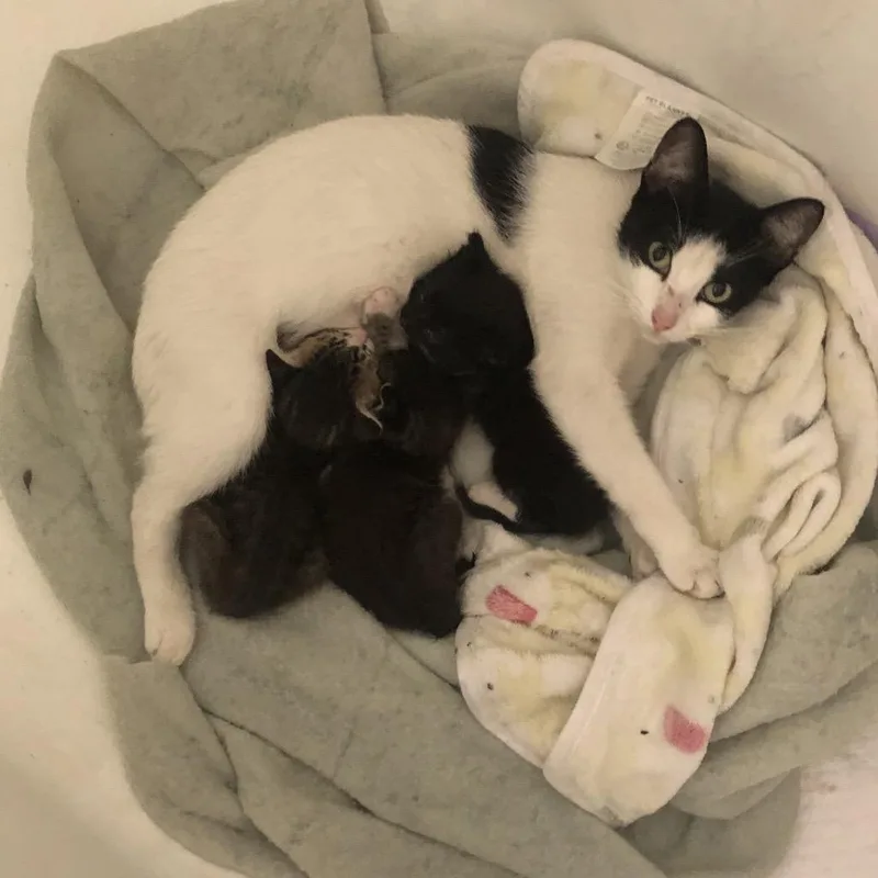 A baby small-sized female Black Domestic Short Hair cat named Juniper for adoption in Long Beach, CA