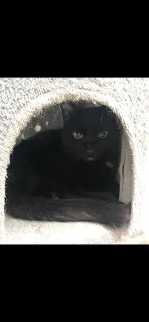 A senior large-sized male Domestic Short Hair cat named Maxwell for adoption in Glenfield, NY