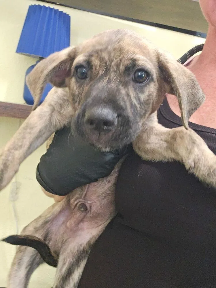 A baby small-sized male Brindle Black Mouth Cur dog named Rook for adoption in Lakeland, FL