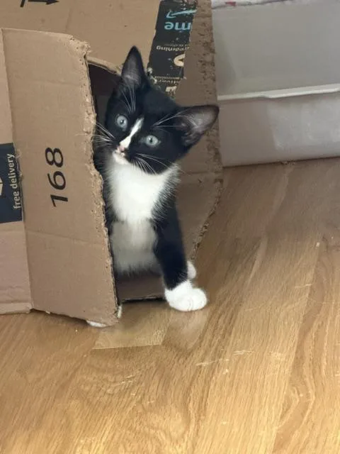 A baby small-sized female Domestic Short Hair cat named Vega for adoption in Canton, CT