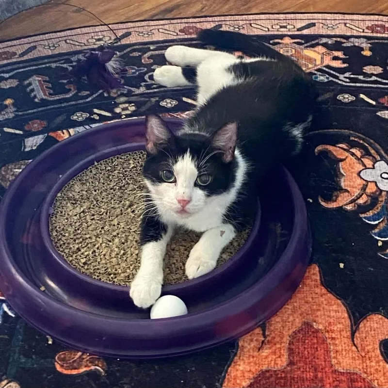 A senior small-sized female Black Domestic Short Hair cat named Bettie for adoption in Kingman, AZ